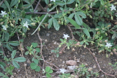 Glinus oppositifolius